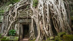Ta Prohm Siem Reap Temple Gate, Cambodia